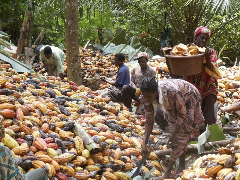 03/11/16 Cacao : l’exécutif réserve 400 000 tonnes aux broyeurs locaux